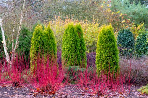 a winter garden planting of thuja occidentalis evergreen trees with cornus alba 'westonbirt', dogwood red stems - garden decoration stock pictures, royalty-free photos & images