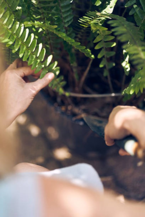 a woman plants a nephrolepis fern. - garden decoration stock pictures, royalty-free photos & images