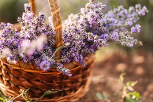 a woven basket filled with purple lavender - garden decoration stock pictures, royalty-free photos & images