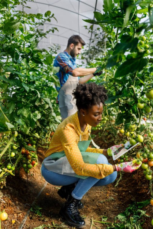 a young man and a female african coworker with a laptop are analyzing tomatoes from a vegetable garden. - food stock pictures, royalty-free photos & images
