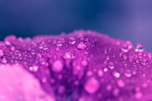 abstract macro dew drop water on purple petal pansies flower on blue background - garden decoration stockfoto's en -beelden