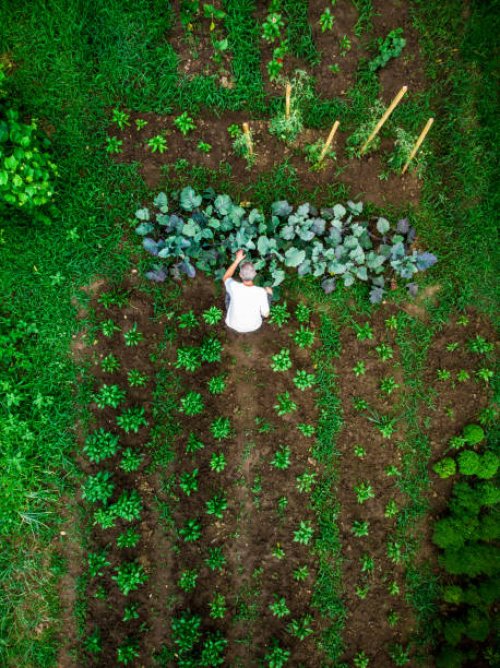 aerial top down view of man working in vegetable garden - food stock pictures, royalty-free photos & images