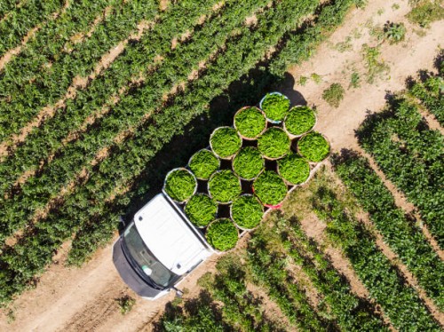 aerial view of green peppers in pepper field - food stock pictures, royalty-free photos & images
