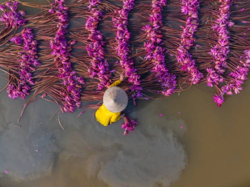 aerial view of rural women in moc hoa district, long an province, mekong delta are harvesting water lilies. - garden decoration stock pictures, royalty-free photos & images