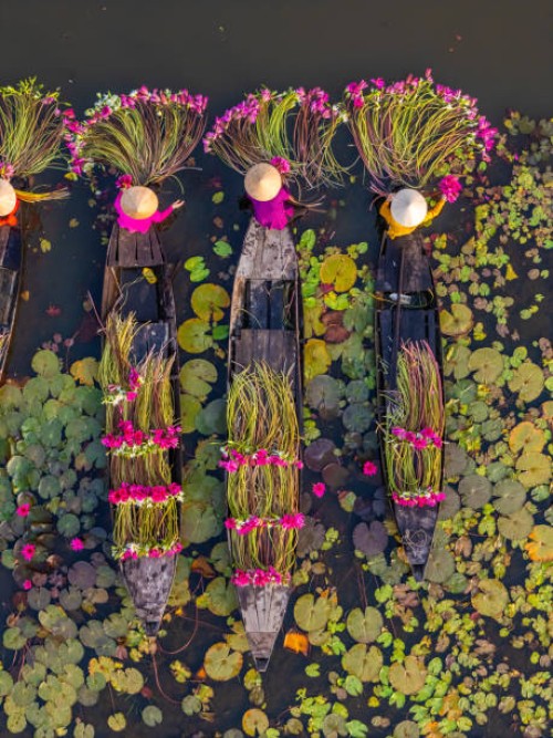 aerial view of rural women on wooden boat in moc hoa district, long an province, mekong delta are harvesting water lilies. water lily is a traditional dish here. travel and landscape concept - garden decoration stock pictures