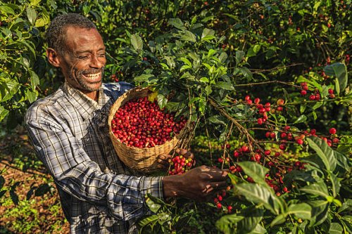 african man collecting coffee cherries, east africa - coffee stockfoto's en -beelden
