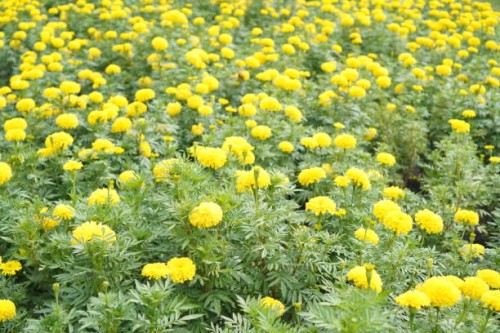 african marigold, american, aztec, big marigold scientific name tagetes erecta yellow flower blooming in garden nature background - garden decoration stock pictures, royalty-free photos & images