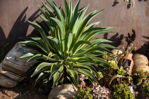 agave plant - garden decoration stock pictures, royalty-free photos & images
