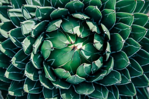 agave succulent plant with open leaves on a sunny day, high angle view - garden decoration stock pictures, royalty-free photos & images
