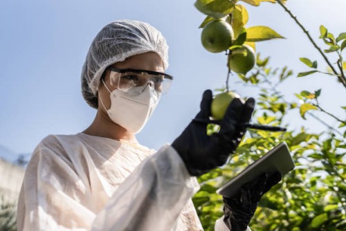 agronome analysant le citron et utilisant une tablette numérique - food photos et images de collection