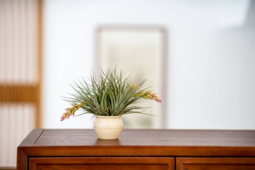 air pineapple in living room - home decoration stock pictures, royalty-free photos & images