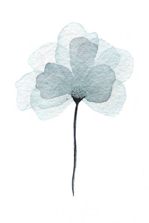 airy grey flower in watercolor - garden decoration stock pictures, royalty-free photos & images