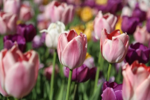 ajar pink tulip flower against colorful blossom flowerbed background. full frame, ambient light - garden decoration stock pictures, royalty-free photos & images
