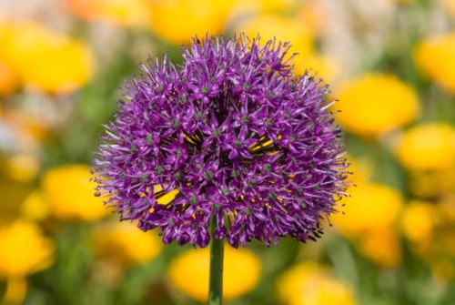 allium flower - garden decoration stock pictures, royalty-free photos & images