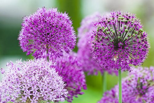 allium flower - vii - garden decoration stock pictures, royalty-free photos & images