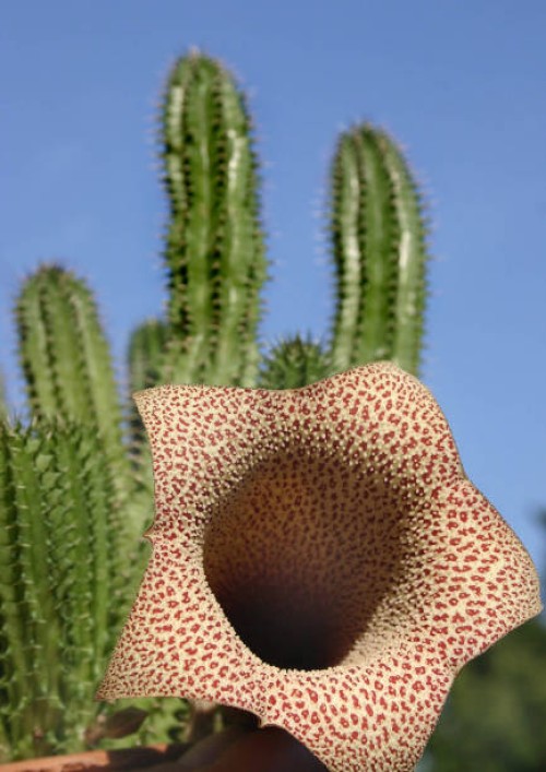 amazing flower succulent plant, botanical garden ukraine - garden decoration stock pictures, royalty-free photos & images