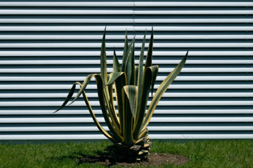 american agave, a century-old plant, or american aloe. the flowering plant of the agave family grows outdoors, on a sunny summer day. - garden decoration stock pictures, royalty-free photos & images