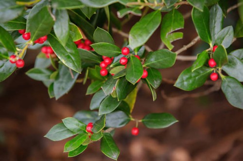 american holly leaves with red berries - garden decoration stock pictures, royalty-free photos & images