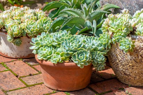 an arrangement of terracotta pots in an english garden planted with succulent plants - garden decoration stock pictures, royalty-free photos & images