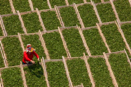 an asian female worker is drying tea leaves in a tea factory - garden decoration stock pictures, royalty-free photos & images