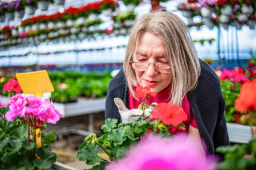 an older woman working with flowers in a large flower nursery. senior woman checking the quality of the plants in a greenhouse. - garden decoration stock pictures, royalty-free photos & images