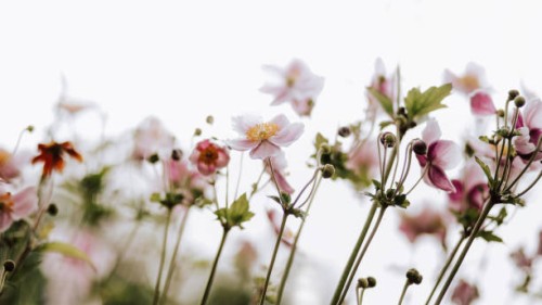anemones flowers banner - garden decoration stock pictures, royalty-free photos & images