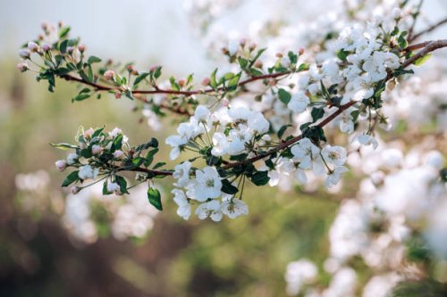 apple tree floral blossom. bright spring background. spring white apple fruit flowers. - garden decoration stock pictures, royalty-free photos & images