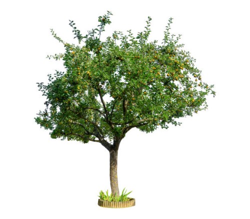 apple tree on a white background. - garden decoration stock pictures, royalty-free photos & images