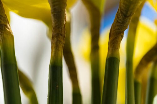 april blooming narcissi flowers arranged in vase for interior decoration - garden decoration stock pictures, royalty-free photos & images