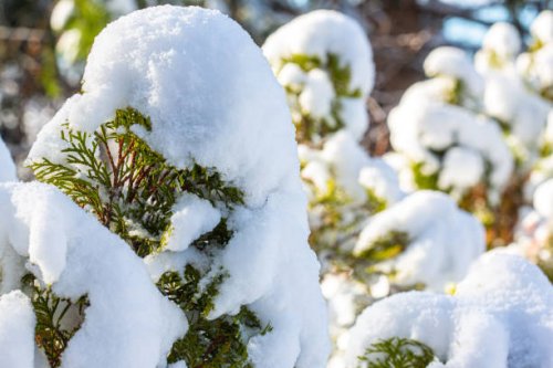 arborvitae bush covered in thick snow piles - garden decoration stock pictures, royalty-free photos & images