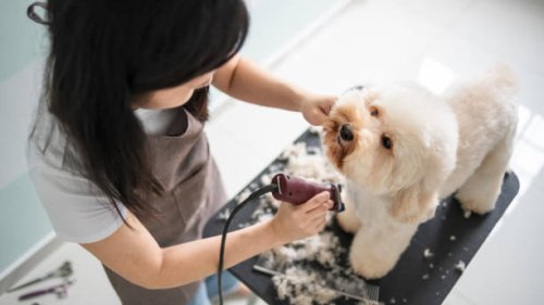 asian chinese female pet groomer with apron grooming a brown color toy poodle dog - hairstyle stock pictures, royalty-free photos & images