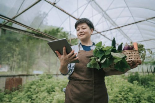 asian chinese mid adult woman examining her organic farm growth with digital tablet recording - food stock pictures, royalty-free photos & images