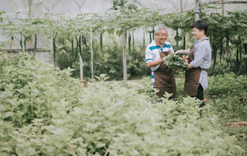 asian chinese mid adult woman helping her father in the farm greenhouse - food stock pictures, royalty-free photos & images