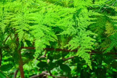 asparagus fern,close-up of the green leaf background. - garden decoration stock pictures, royalty-free photos & images