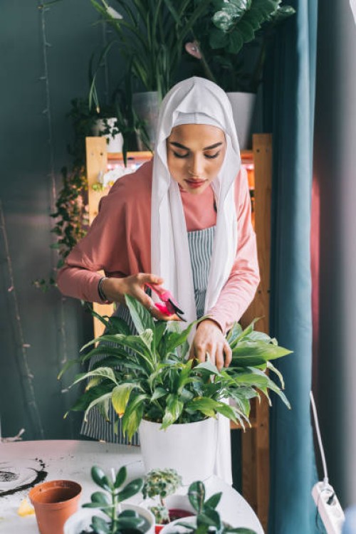 attractive concentrated professional florist muslim woman in white covered head veil hijab, gardening indoor. trimming by scissors, secateurs yellow sick leaves of spathiphyllum plant. - garden decoration stock pictures, roya