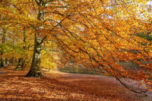 autumn colour. - garden decoration stock pictures, royalty-free photos & images