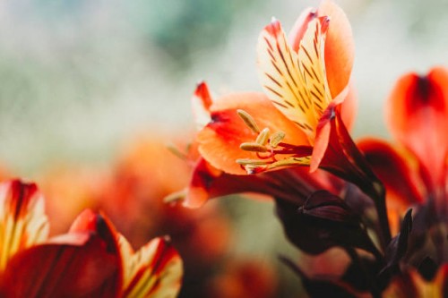 autumn flowers - garden decoration stock pictures, royalty-free photos & images