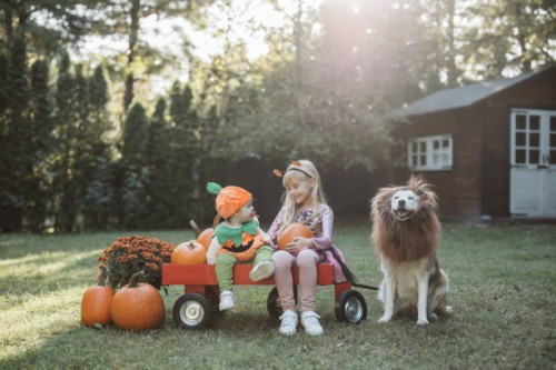 autumn harvest - garden decoration stock pictures, royalty-free photos & images