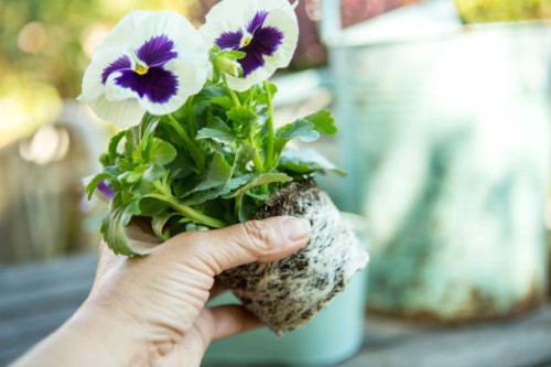 autumn in the garden - garden decoration stock pictures, royalty-free photos & images