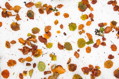 autumn leaves on snow - home decoration stock pictures, royalty-free photos & images