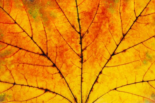 autumn yellow-red leaf. - garden decoration stock pictures, royalty-free photos & images