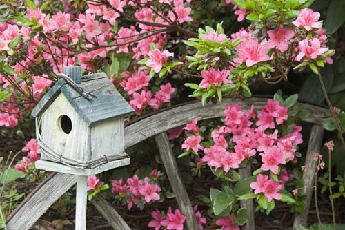 azaleas in spring with garden decorations, landscaping close up - garden decoration stock pictures, royalty-free photos & images