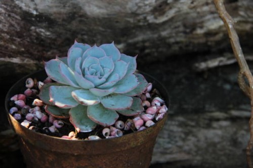 baby succulent by charissa lotter (de scande) - garden decoration stock pictures, royalty-free photos & images