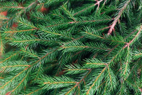 background from the branches of the christmas tree. festive background. new year. christmas. - garden decoration stock pictures, royalty-free photos & images