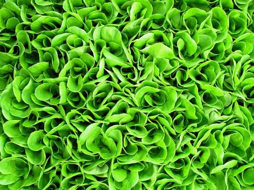 background of green lettuce seedlings - food stock pictures, royalty-free photos & images