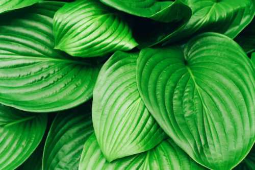 background with big green leaves. natural background. tropical tree leaves. - garden decoration stock pictures, royalty-free photos & images