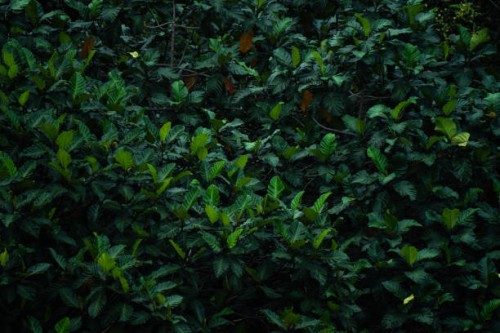 background with natural lush foliages of leaf and green leaves pattern - garden decoration stock pictures, royalty-free photos & images