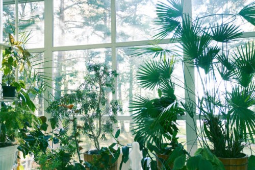 background with tropical plants in the interior. favourite hobby, growing house plants, big trees and small flowers in pots on the floor. - garden decoration stock pictures, royalty-free photos & images