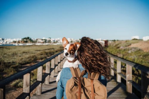 backpacker holding dog on footpath during sunny day - travel stock pictures, royalty-free photos & images