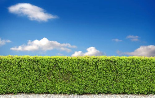 backyard bush fence - garden decoration stock pictures, royalty-free photos & images
